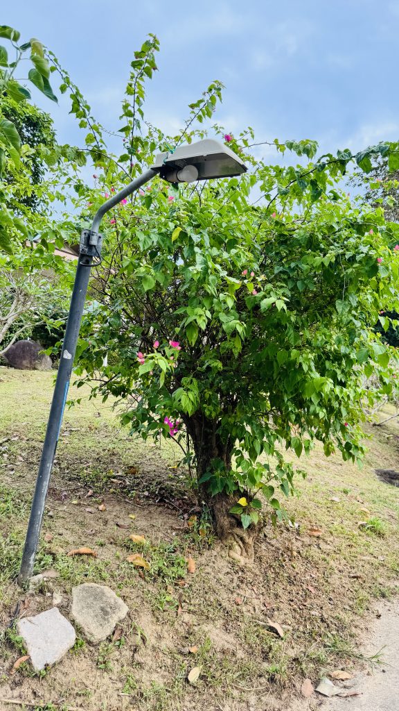 A black street lamp stands by a bush with pink flowers on dry ground, with a grassy hill and blue sky behind.