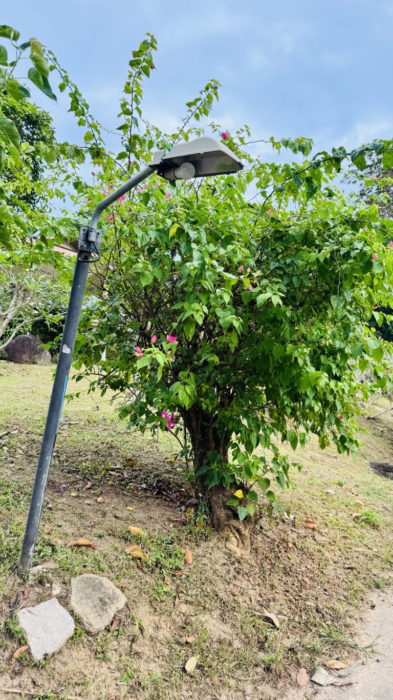 A black street lamp stands by a bush with pink flowers on dry ground, with a grassy hill and blue sky behind.