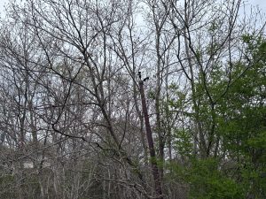 A dense thicket of trees with bare branches and some early spring foliage, featuring a mix of brown and green tones. In the center, there is a vertical rusty pole surrounded by tangled branches and scattered leaves