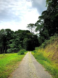 A winding gravel path leads through a lush green field and along a grassy bank, disappearing into a dense, dark forest under a partly cloudy sky.