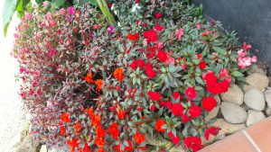 A vibrant cluster of **Impatiens flowers** in shades of red, orange, and pink. The plants feature reddish stems and dark, lance-shaped leaves. The garden borders a path of light stones and clay tiles, creating a natural and colorful contrast under soft light that highlights the freshness of the foliage.