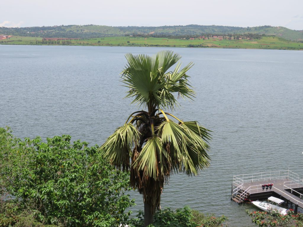 A palm tree overlooks a wide body of water, with a boat, pier, and green hills in the distance under a hazy sky.