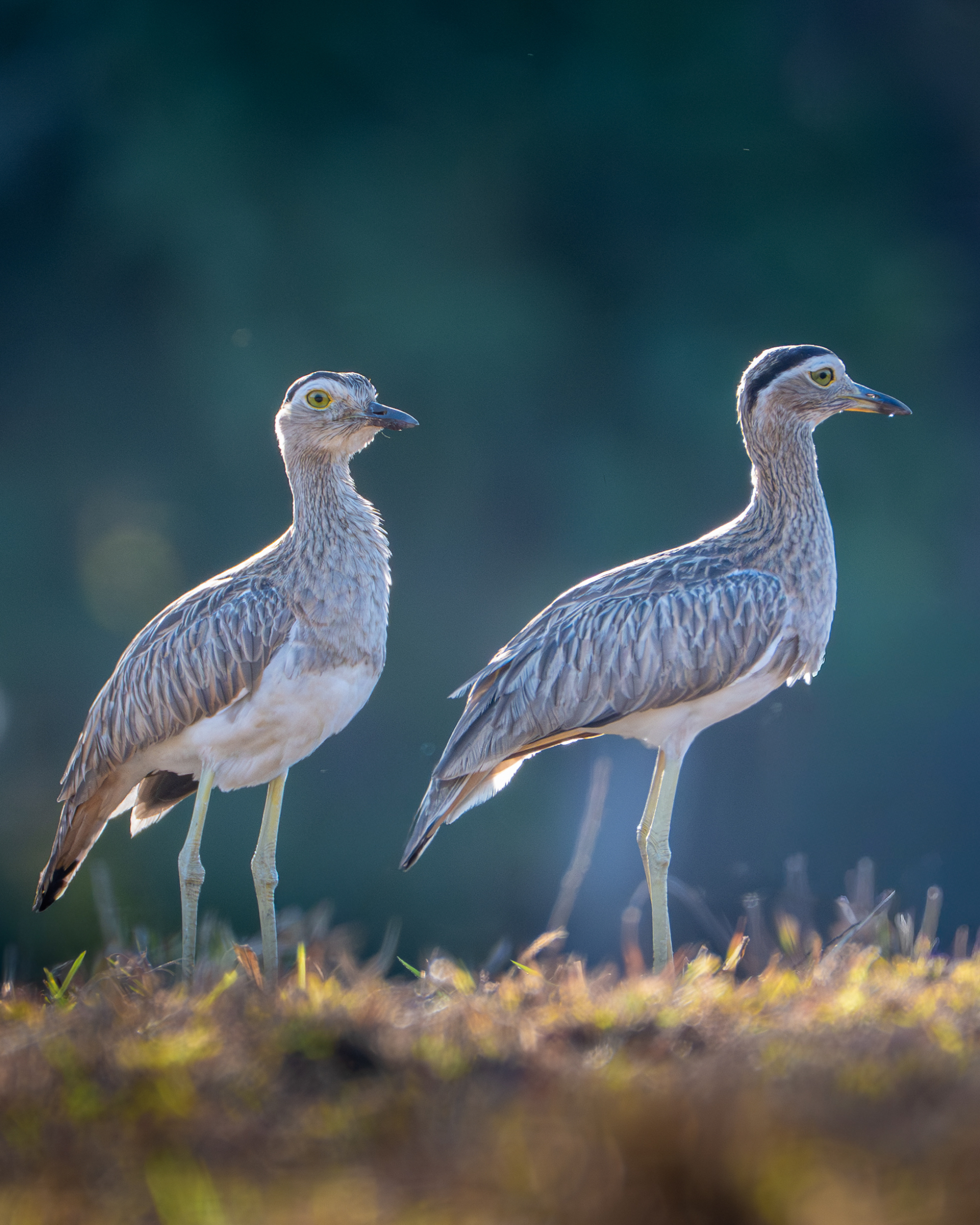 Two birds standing on a grassy area, captured in soft lighting.