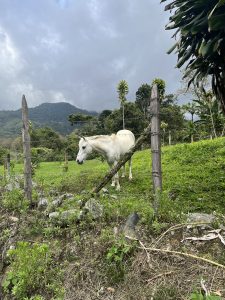 A white horse stands in a green field in Orosi, with a wooden fence, rolling hills, and misty mountains under a cloudy sky.