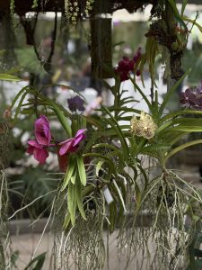 Close-up of vibrant orchids in pink, purple, and yellow with green leaves in a botanical setting.