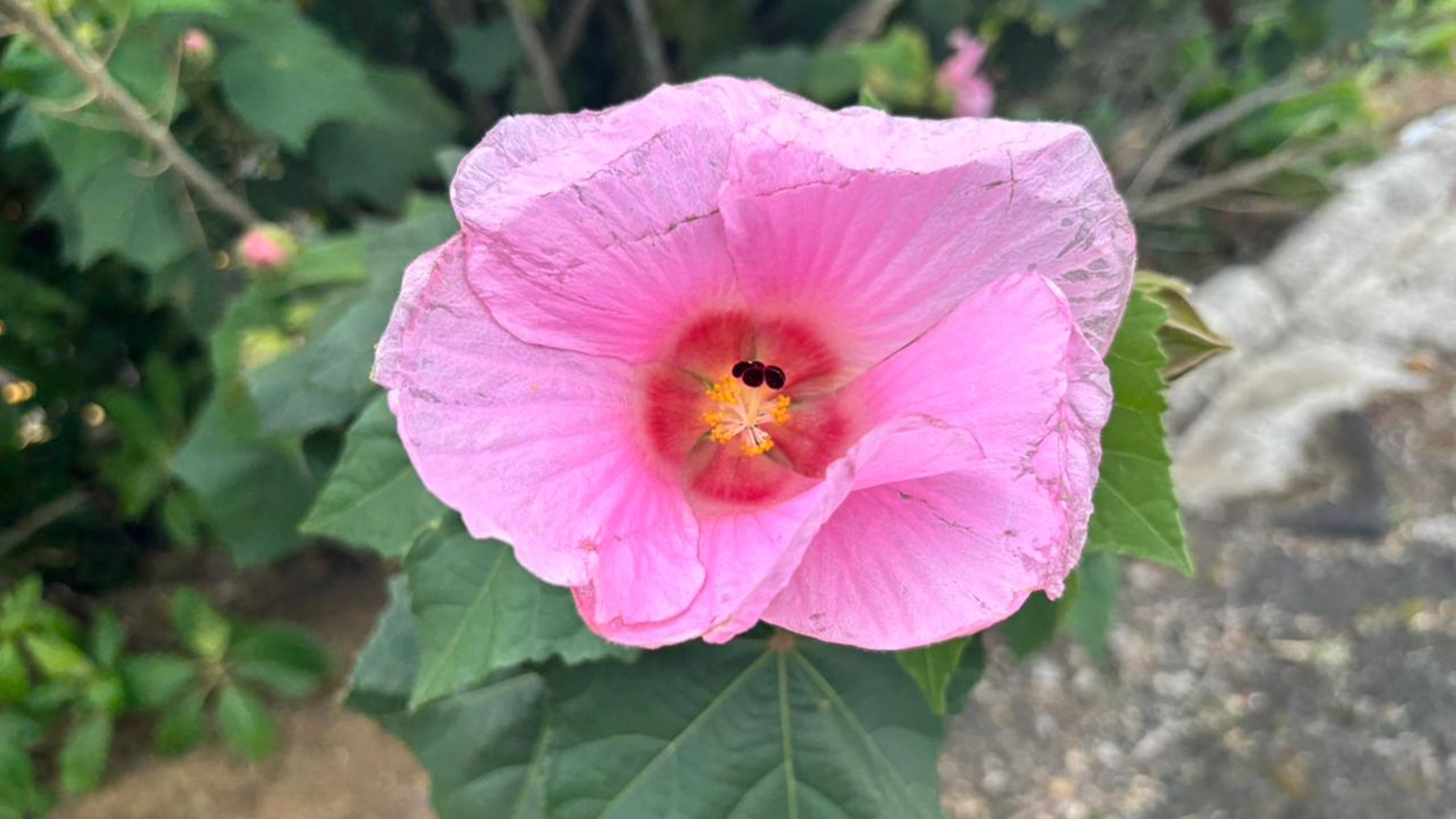 Close-up of a pink hibiscus flower with delicate petals and yellow stamens, against green leaves.