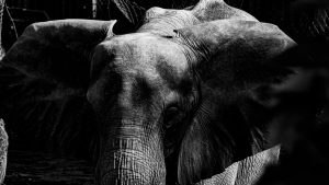 A dramatic, high-contrast, black-and-white close-up portrait of an African elephant.