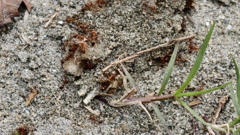 A group of small reddish-brown ants crawl over sandy soil and dry twigs near a few blades of green grass.