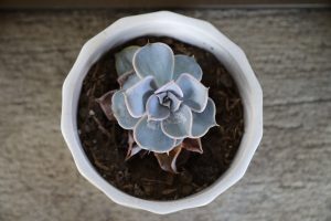 Top view of a small succulent plant in a white pot placed on a wooden surface.