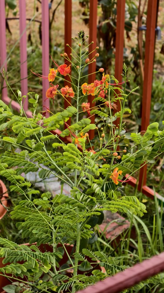 An orange peacock flower plant with small green leaves grows in front of a red metal fence. The plant has tall stems with bright orange and yellow blossoms.
