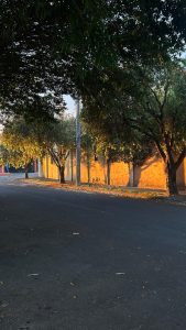 This photograph captures a quiet asphalt street illuminated by the warm, horizontal light of a late afternoon sun. A row of leafy trees lines the sidewalk, their foliage and trunks glowing with an intense golden-orange hue that casts long, soft shadows against a tan perimeter wall in the background.