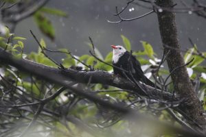 A Black Bulbul perched on a large branch on a rainy day among a blurred background with green leaves and raindrops.
