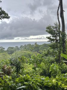 A lush, green tropical landscape is visible, featuring a dense canopy of trees and foliage. In the distance, the ocean can be seen through a break in the trees, with a cloudy sky overhead. The atmosphere appears humid and serene, with varying shades of green dominating the scene. The clouds are thick, casting a grayish hue over the horizon.