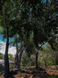 A towering tree with sprawling roots rises above a quiet forest floor, its dense canopy casting deep shade while patches of blue sky shine through the leaves.