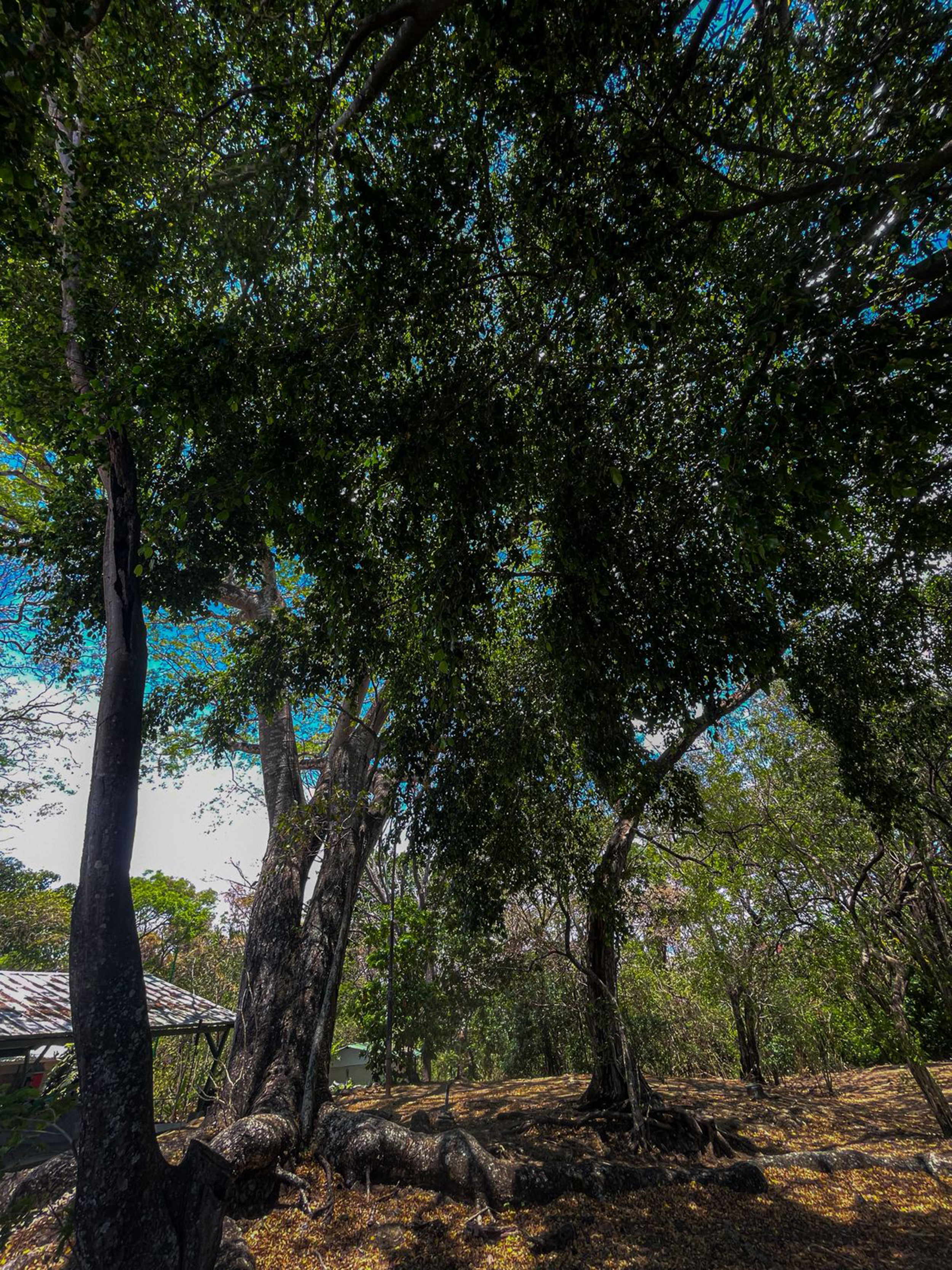 A towering tree with sprawling roots rises above a quiet forest floor, its dense canopy casting deep shade while patches of blue sky shine through the leaves.