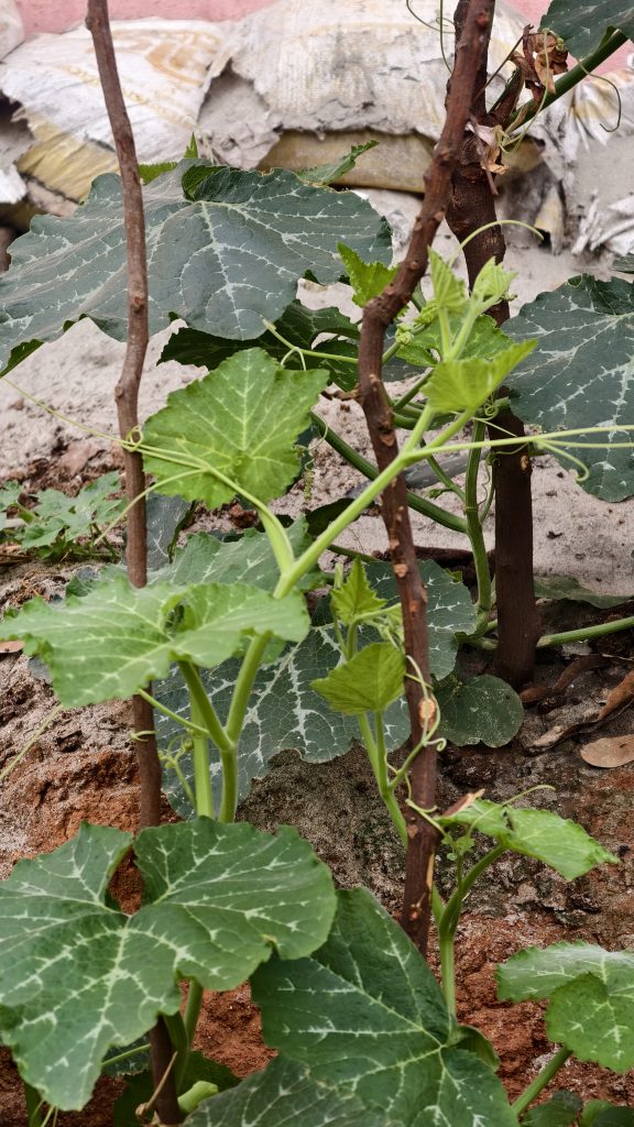 A close-up of climbing green plants with large, textured leaves supported by thin, brown wooden sticks.