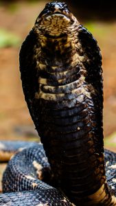 A vertical close-up shot of a Forest Cobra with its head and neck raised in a defensive display. The snake’s hood is flattened, revealing detailed, glossy dark scales with cream-colored banding along the front of its neck.