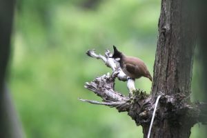A Red-whiskered Bulbul perched on a twig, facing forward against a soft blurred background.
