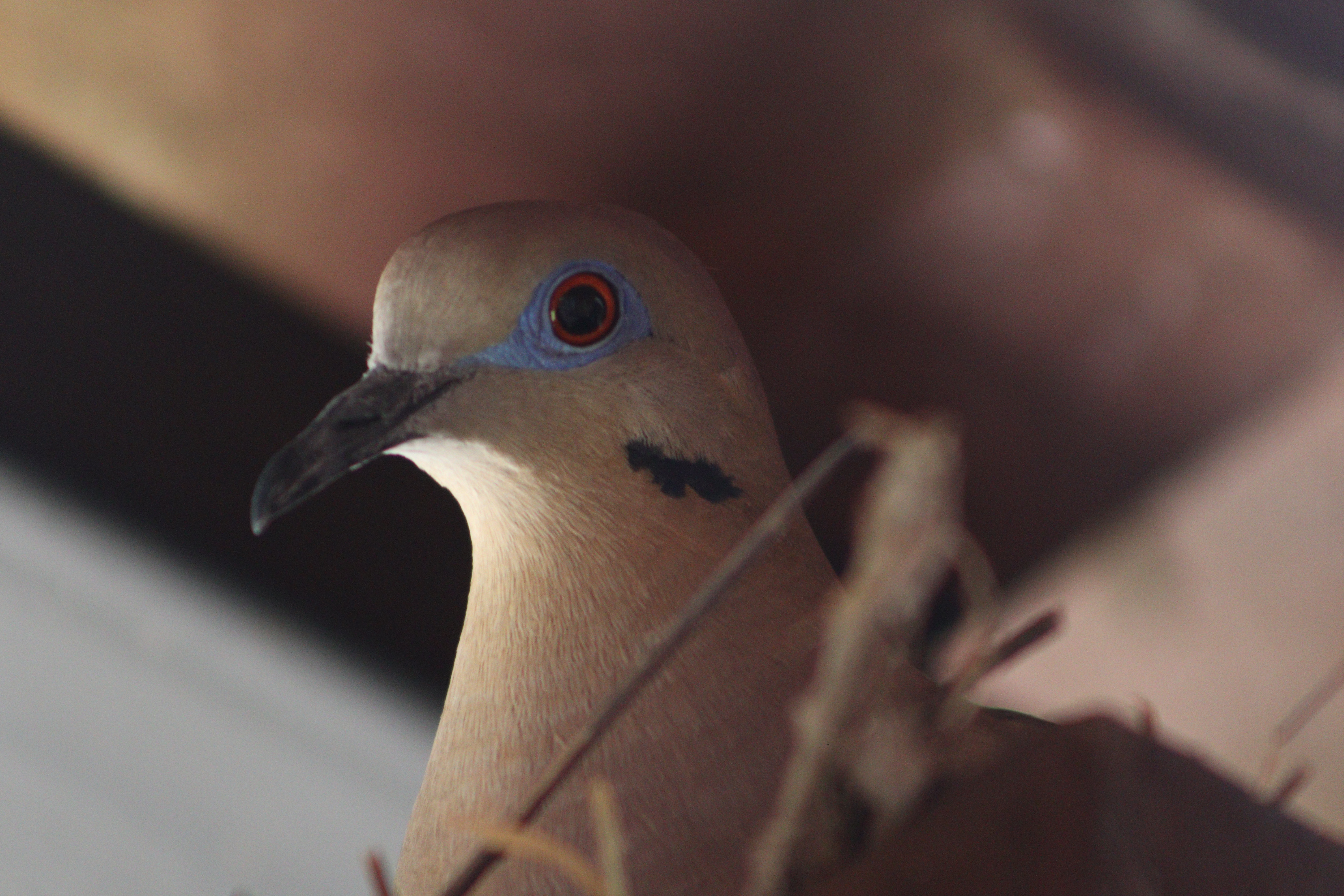 Close-up of a dove with blue eye ring and soft brown feathers, looking to the side in a natural environment.