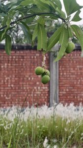 Small green mangoes hang from a leafy branch in front of a red brick wall and tall white pampas grass.
