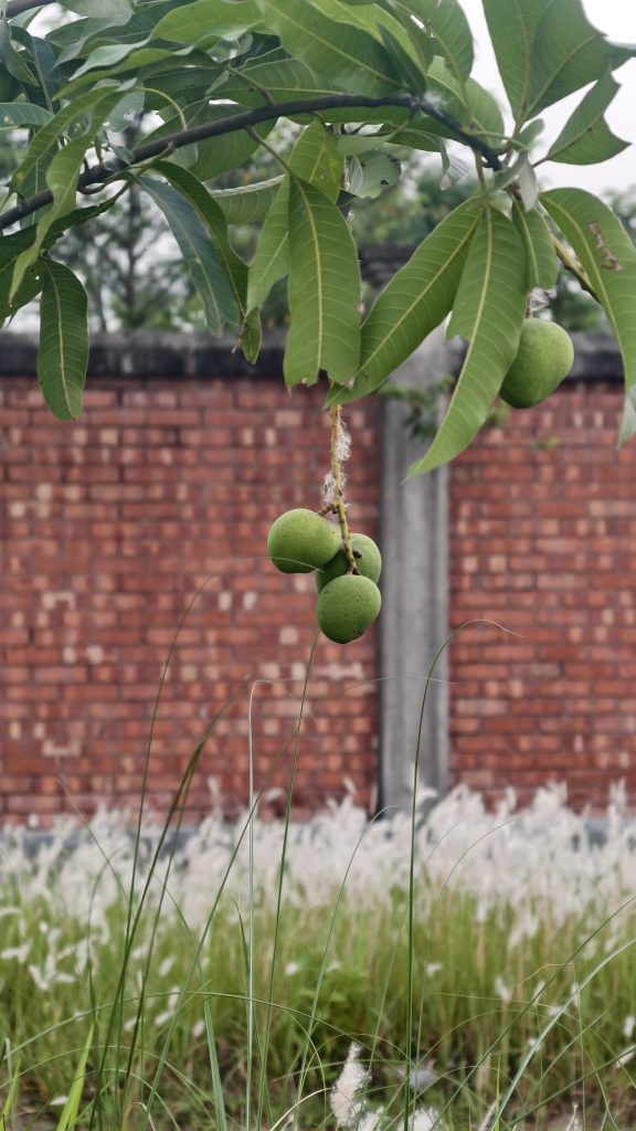 Small green mangoes hang from a leafy branch in front of a red brick wall and tall white pampas grass.