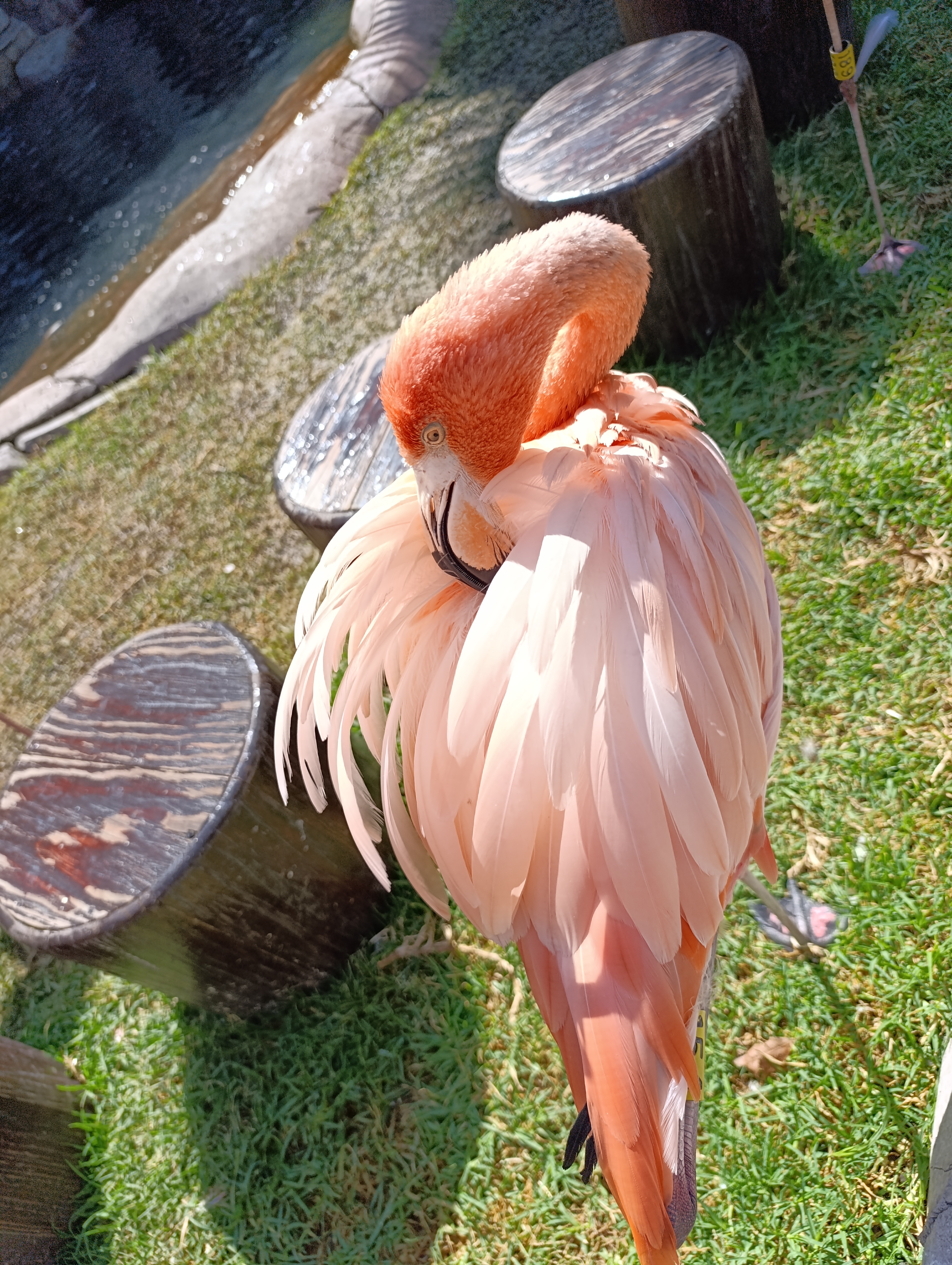 Pink flamingo posing, Michin Aquarium, Mexico City