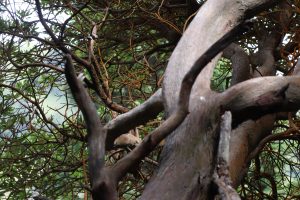 Close-up of tree branches intertwined in a natural forest environment with green background.