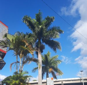 
A bright blue sky serves as the backdrop for several palm trees, showcasing lush green fronds.