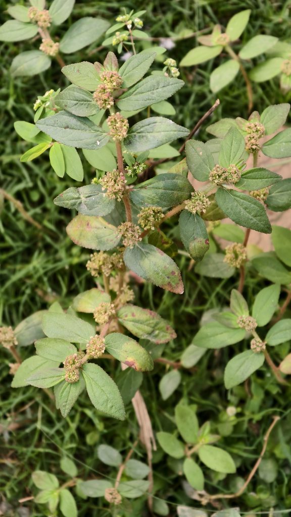 A close-up view of a green plant with slender stems and small clusters of flower buds.