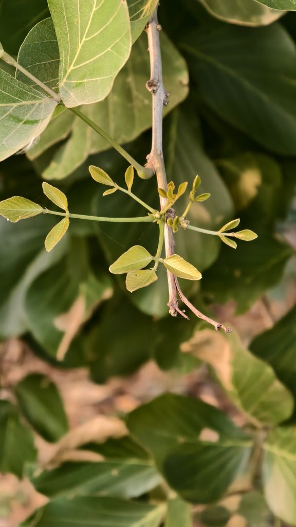 A close up shot of a tree branch showing tiny new green leaves budding. The background is a soft blur of large green leaves and brown shadows. A thin spider web is visible near the small growing leaves.