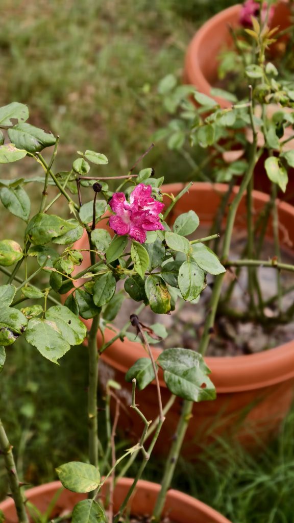 A close-up view of a pink flower blooming on a rose bush, surrounded by green leaves with some signs of damage.