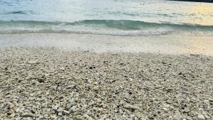 Low-angle view of a coral beach with gentle waves washing ashore, detailed sun-bleached coral and shells in the foreground, and blue-green ocean under an overcast evening sky.