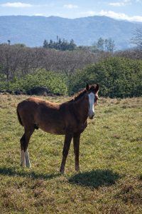 A young brown horse stands in a grassy field, gazing towards the camera. In the background, there are trees and rolling hills under a clear blue sky. The horse has a white marking on its face and appears healthy and alert.