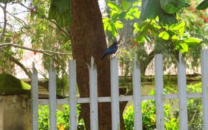 A black bird with a blue iridescent sheen is perched on top of a white metal picket fence. Behind the fence, a thick tree trunk and green foliage with red flowers are visible.