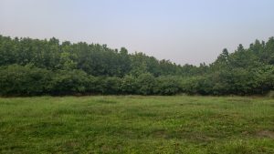 A wide landscape view of an open green grassy field bordered by a dense line of lush green trees under a clear sky.
