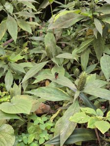 A diverse patch of greenery featuring various types of plants with broad, green leaves. Among the foliage, a small butterfly with orange and black markings is perched on a leaf.
