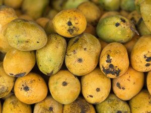 A close-up view of a pile of yellow and green mangoes, some of which have dark spots and blemishes.
