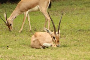 A pair of antelopes are pictured in a grassy area. One antelope is lying down, resting with its head lowered toward the ground, while another stands nearby, grazing. Both have slender bodies and long, curved horns. The grass is green and scattered with a few fallen leaves.