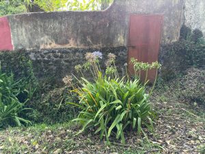 Green plants with tall stems grow in front of an old stone wall with a faded red metal door. The fresh plants contrast with the rough, weathered wall and door.