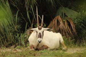A white goat with distinctive black markings around its face and dark legs lies in a grassy area surrounded by lush greenery. The goat has long, curved horns and appears relaxed in its natural habitat.