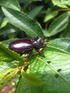 Shiny black beetle on green leaves.