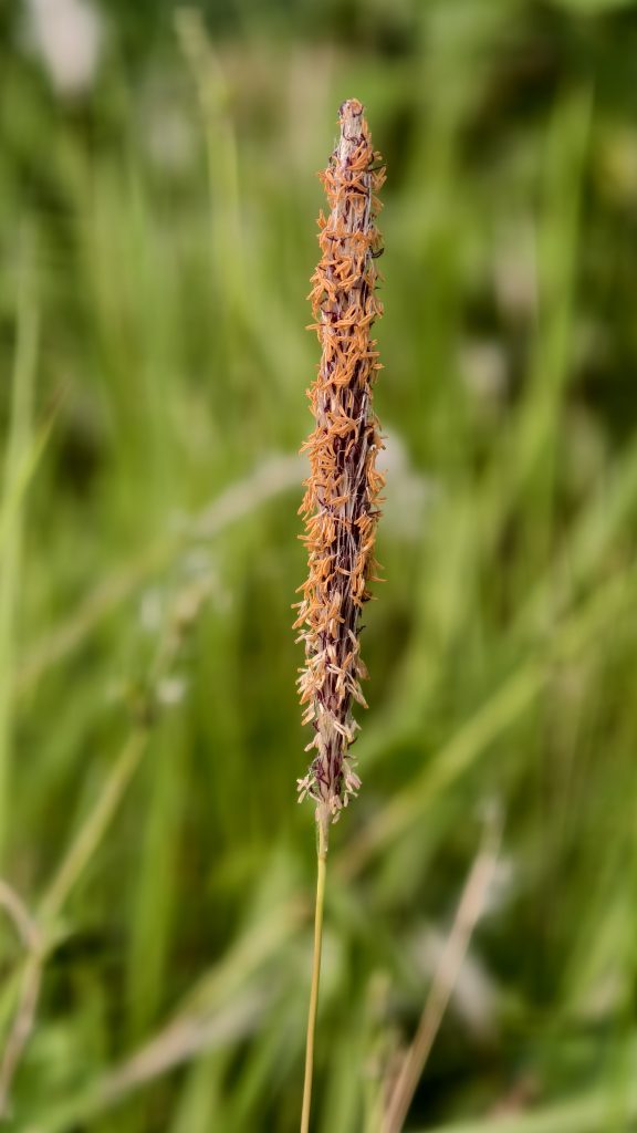 A close-up view of a slender flower stalk featuring tightly packed, small orange and beige florets at the top.