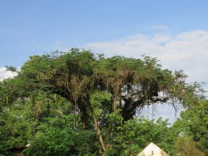 Large leafy tree with hanging vines under a blue sky in a lush green setting.