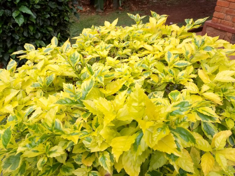 A close-up view of a lush, vibrant bush featuring bright yellow and green leaves.