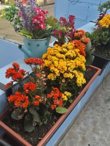 
A colorful arrangement of flowers in pots, featuring vibrant red, orange, and yellow blooms, sits beside a decorative blue watering can filled with artificial flowers