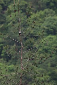 Two black bulbuls perched on a pine tree at a forest park.
