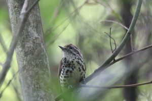 A Speckled Piculet perched on a branch, facing right, with a blurred background.