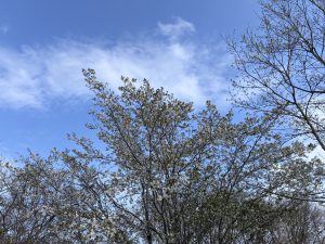 A tree with blooming white flowers against a bright blue sky scattered with a few clouds. The branches of other trees are visible in the background, some still bare while others have green leaves.