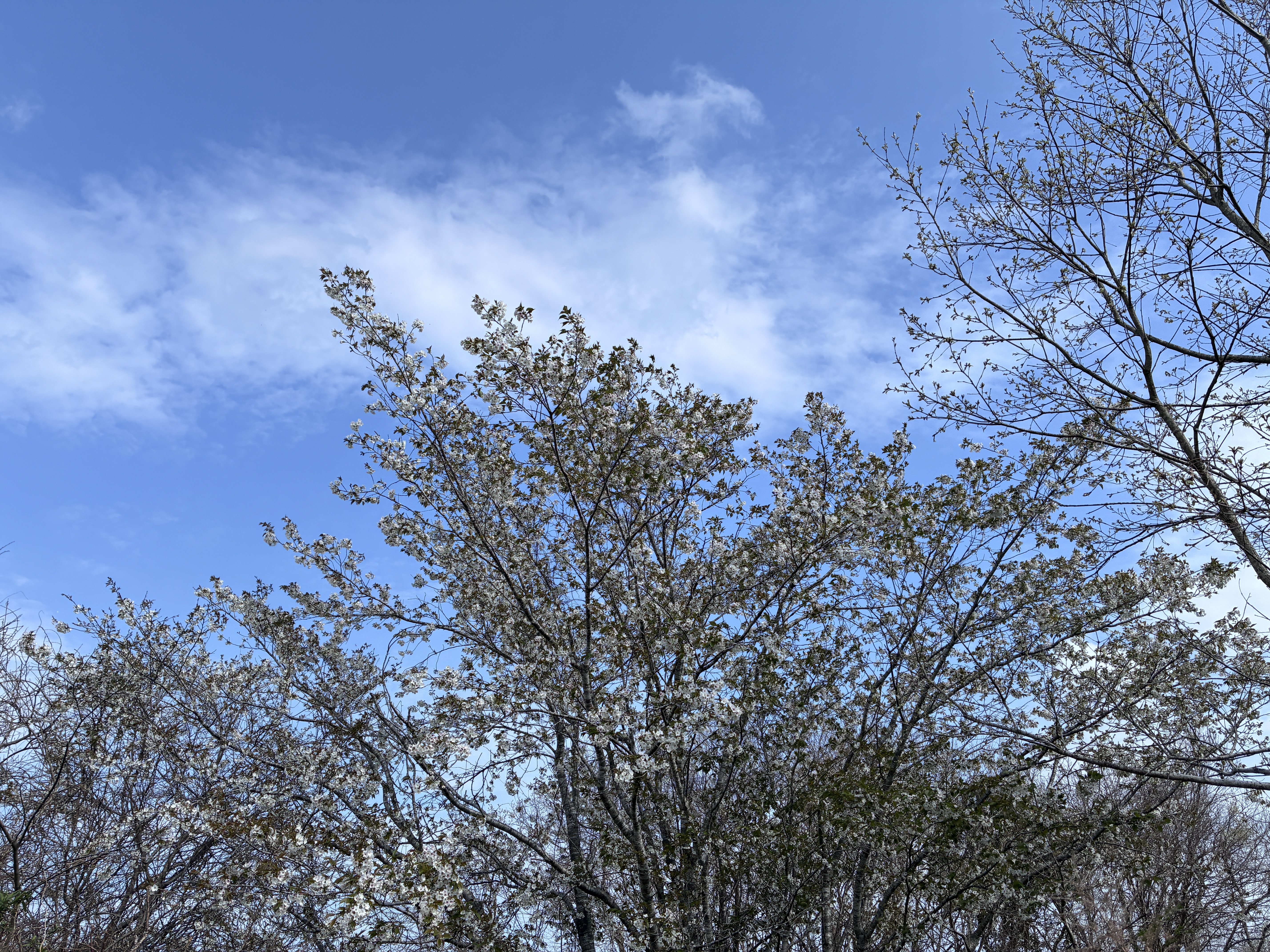 A tree with blooming white flowers against a bright blue sky scattered with a few clouds. The branches of other trees are visible in the background, some still bare while others have green leaves.