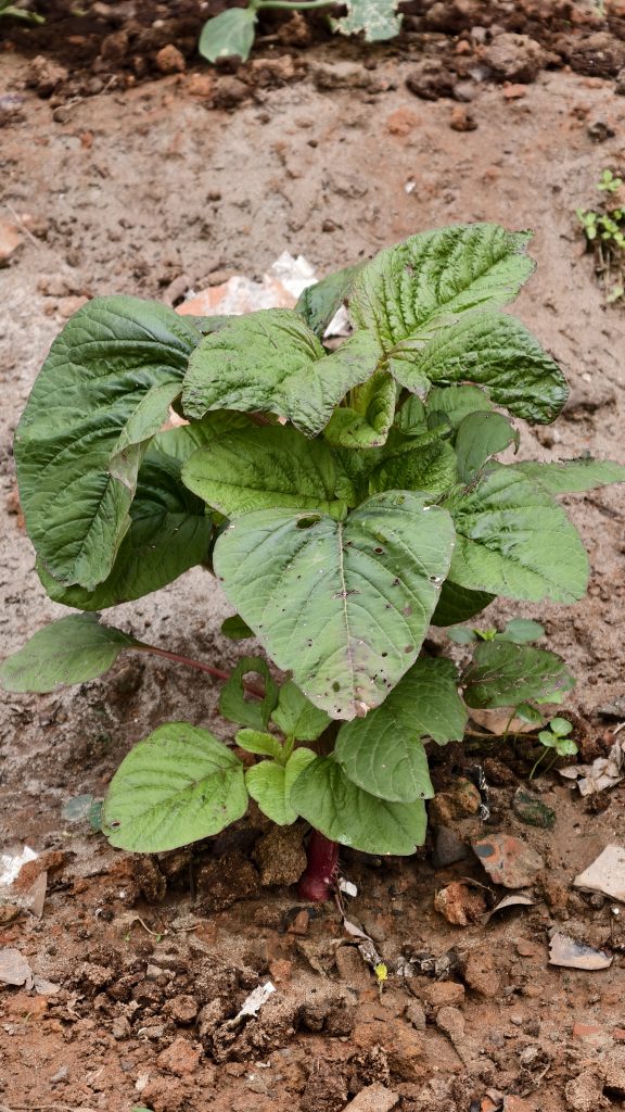 A young plant with broad, green, slightly textured leaves is growing from the ground, surrounded by brown soil and small pieces of debris.